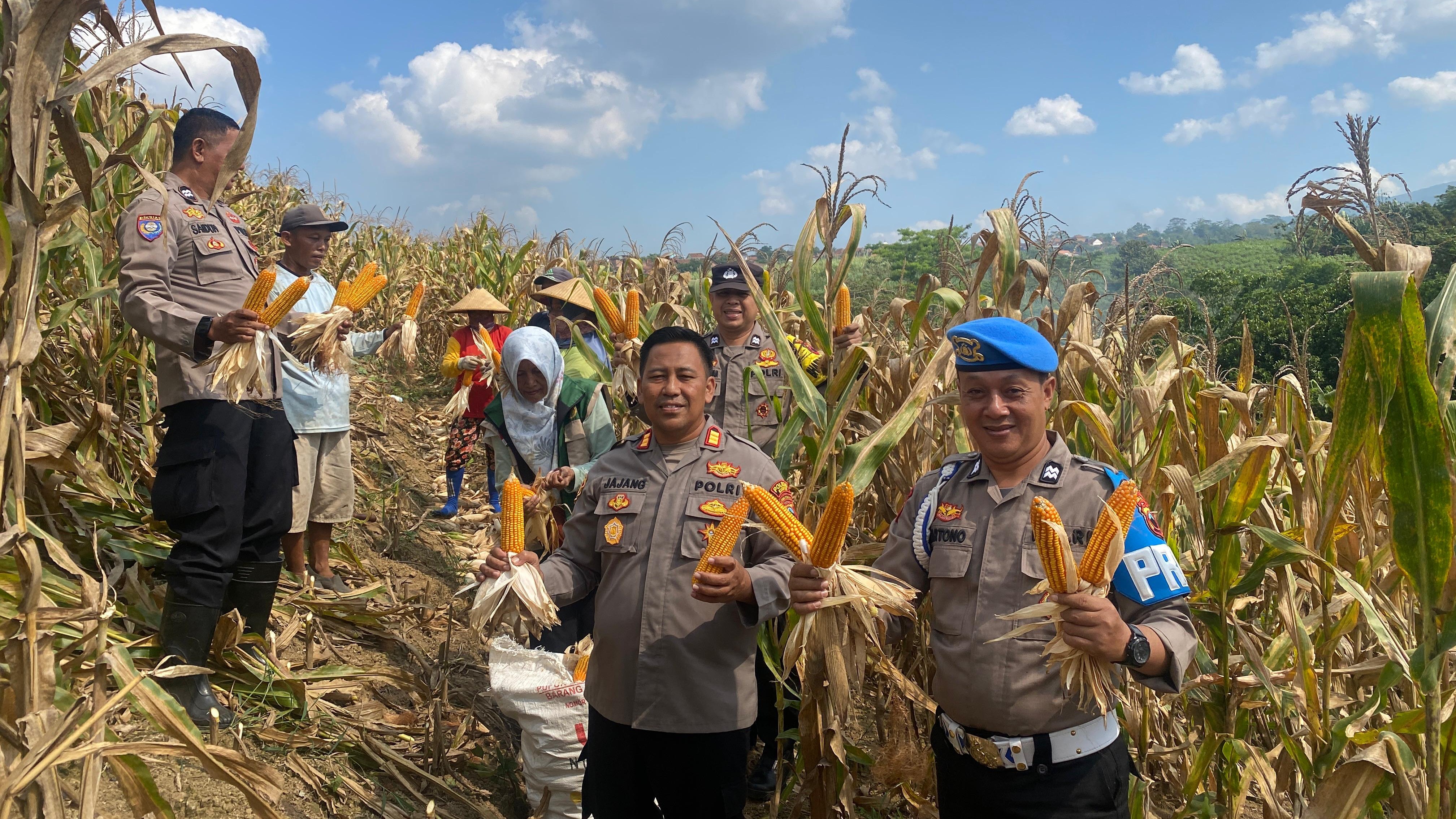Dukung Swasembada Pangan 2026, Polsek Dawe Dampingi Panen Jagung 150 Ton di Lahan Pertanian Kandangmas
